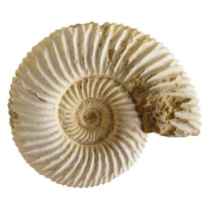 ammonites fosil ➤ Ventajas al comprar en LIBRERIAESOTERICA.NET