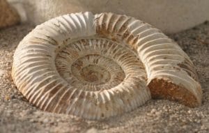 fosil ammonites ➤ Analiza precio al comprar con LIBRERIAESOTERICA.NET