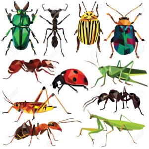 ➤ insectos en ambar Consejos al comprar en LIBRERIAESOTERICA.NET